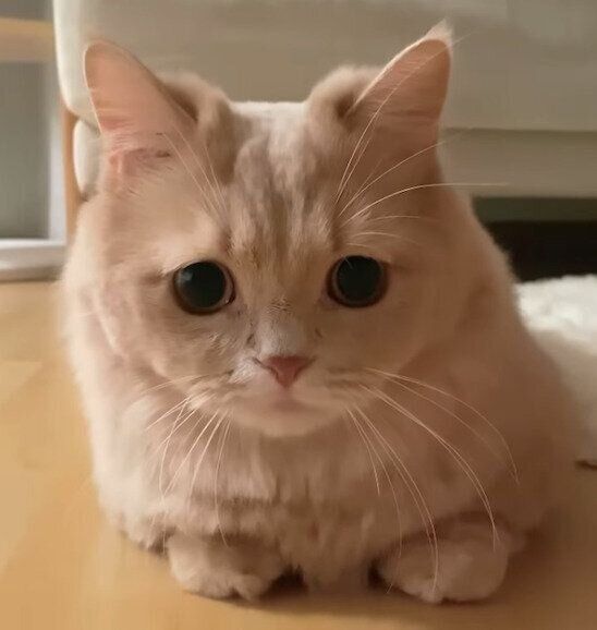 見つめるにこちゃん