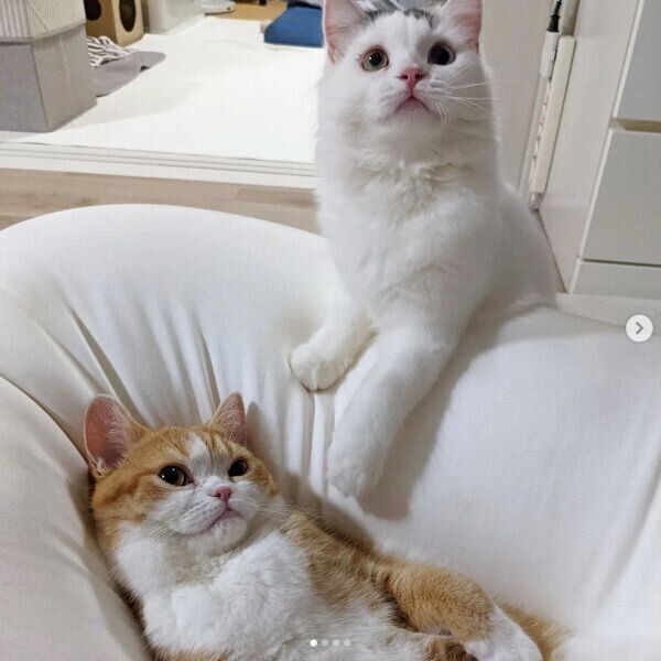 テテちゃん、ピノくん