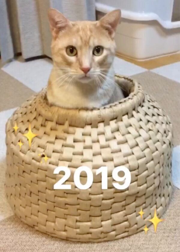 壺に入れていた頃のにゃーにゃくん