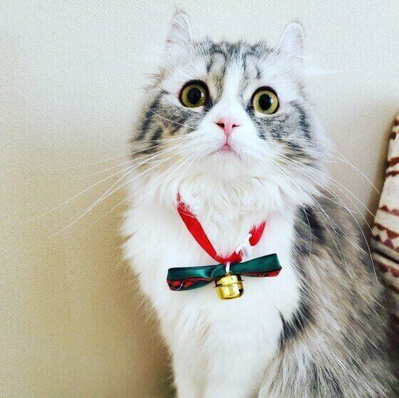 首もとの鈴がおしゃれなアメリカンカール