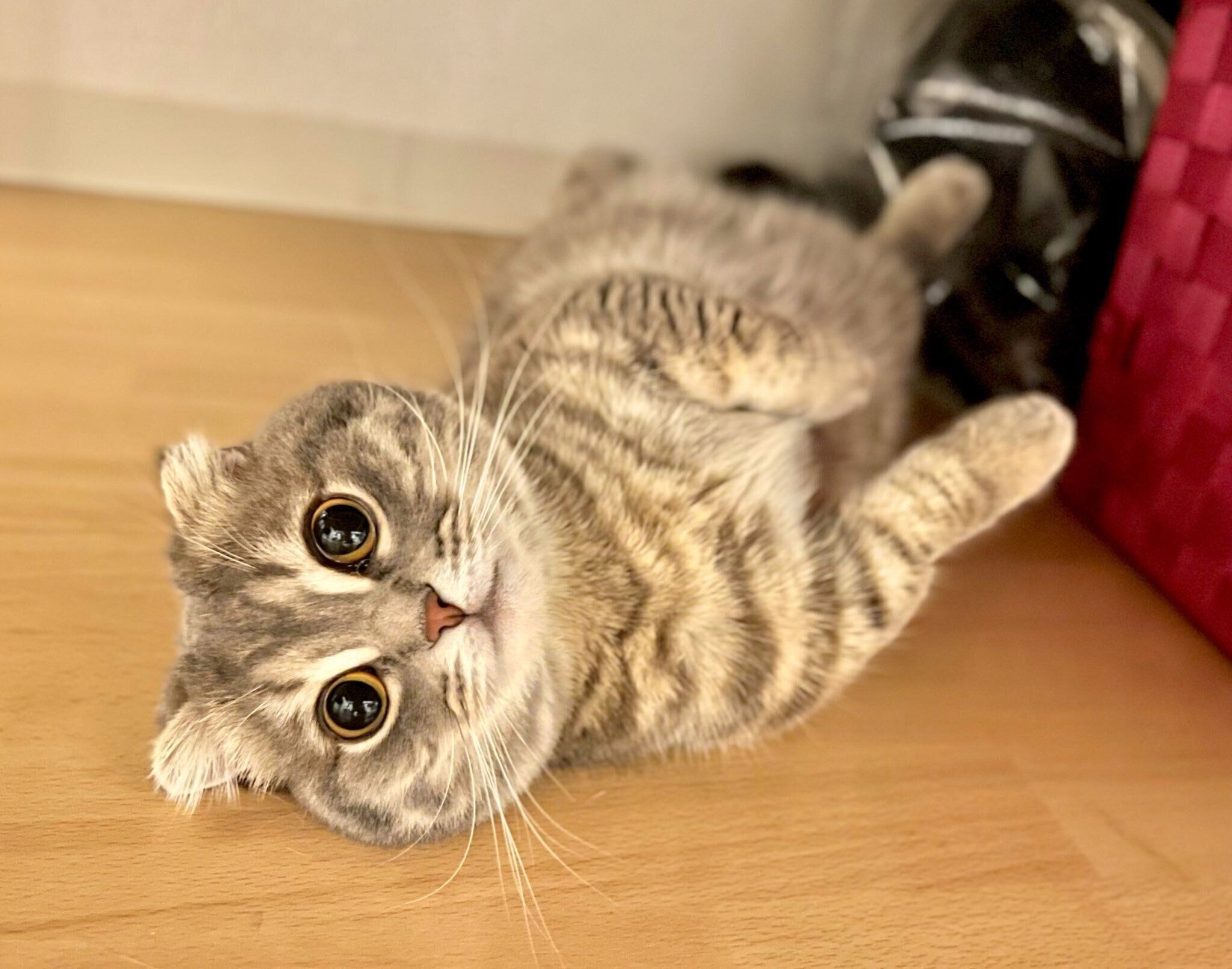 まんまるでキラキラの瞳！