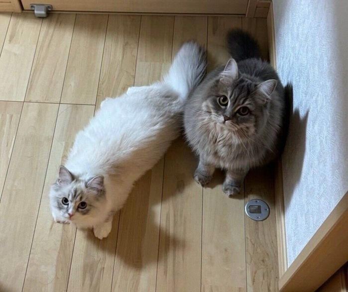 お風呂の出待ちをするみかんちゃん、なでしこちゃん