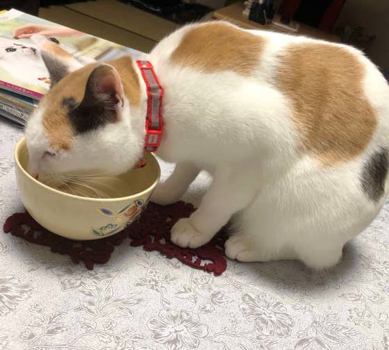 水を飲んでいる猫