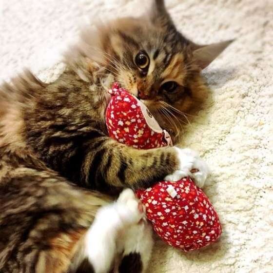 メインクーン 絆音ちゃん