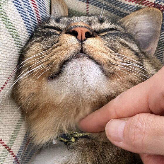 ゴロゴロするチミィちゃん