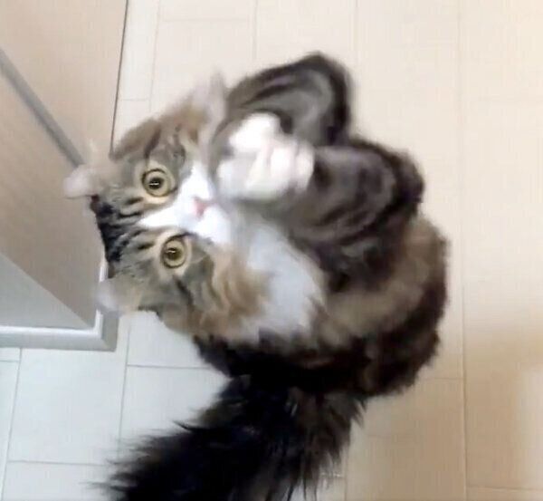 前足をチョイチョイ動かすみつばくん