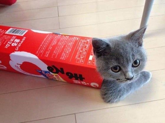 箱に入るブリティッシュショートヘア