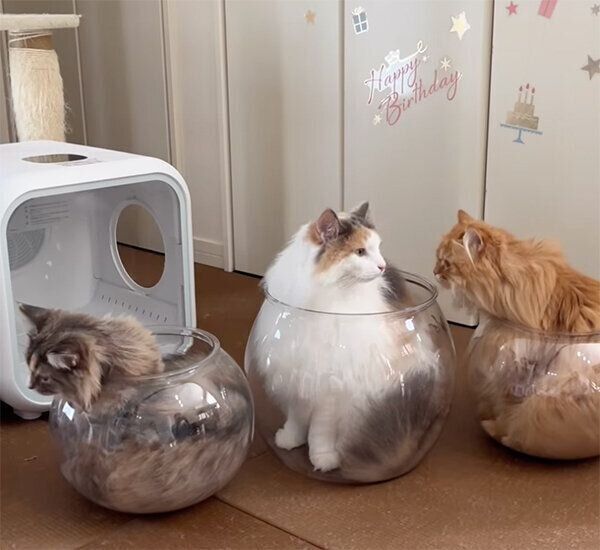 金魚鉢に入る猫たち