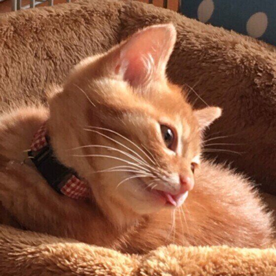 茶トラ猫のまるちゃん