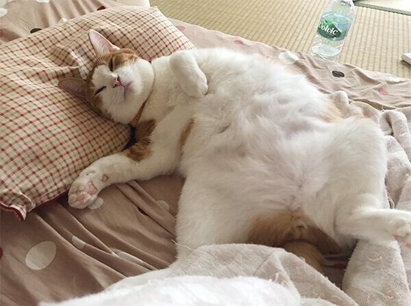 ヘソ天で眠るふうたくん