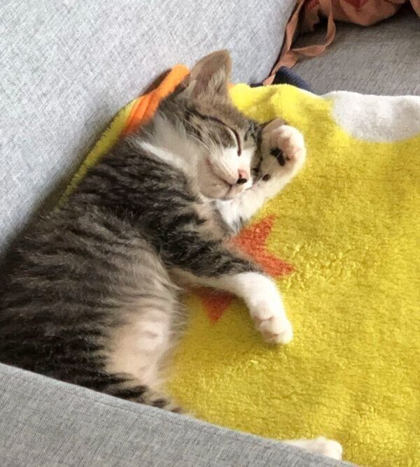 子猫時代のちいまくん