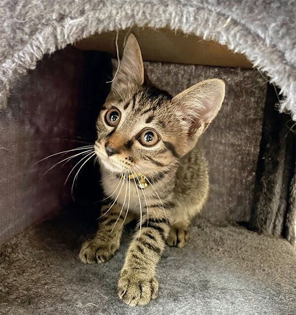 見つめるミュウくん