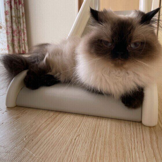 猫用すべり台で寛ぐヒマラヤン