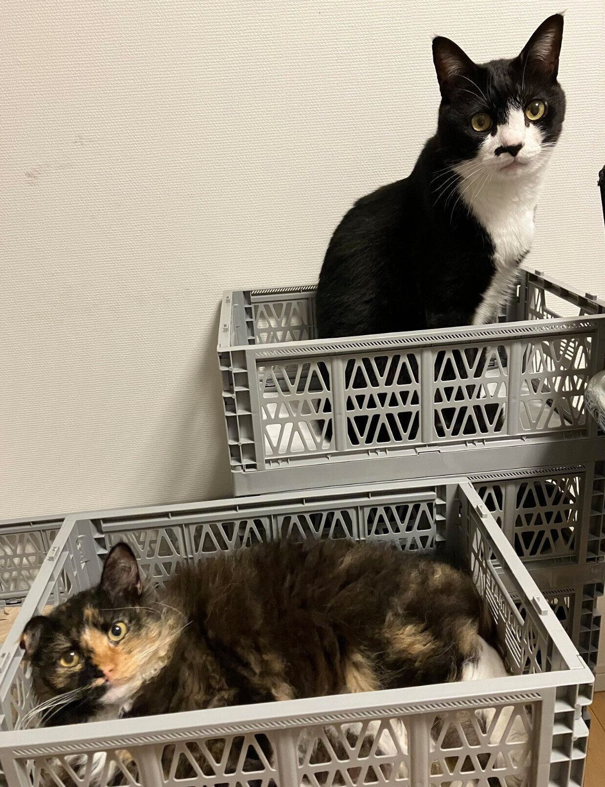 エカちゃんと先住猫・仗助くん