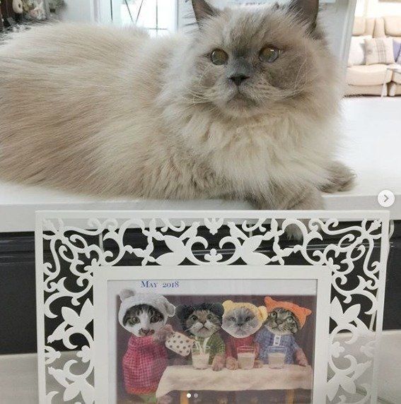 4匹の猫のカレンダーと猫