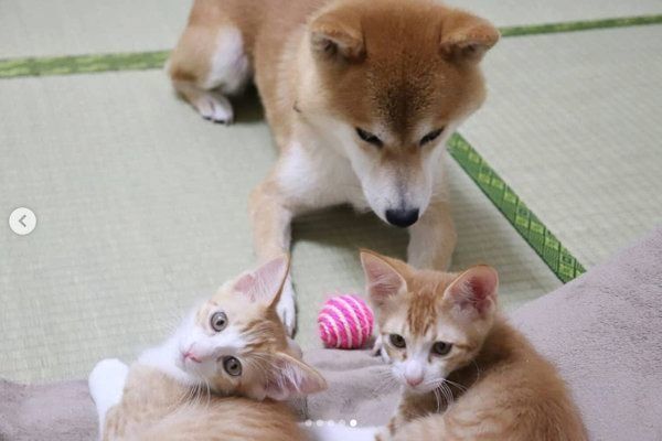 突然出会った4匹の子猫