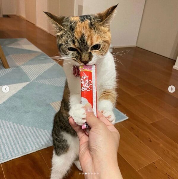 ちゅ〜るを食べるむぎめちゃん