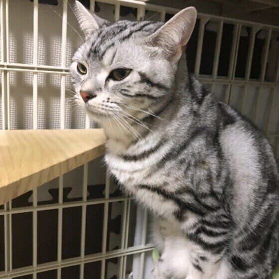 トイレ中のアメリカンショートヘア