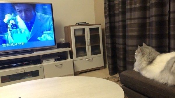 そら　スコティッシュフォールド