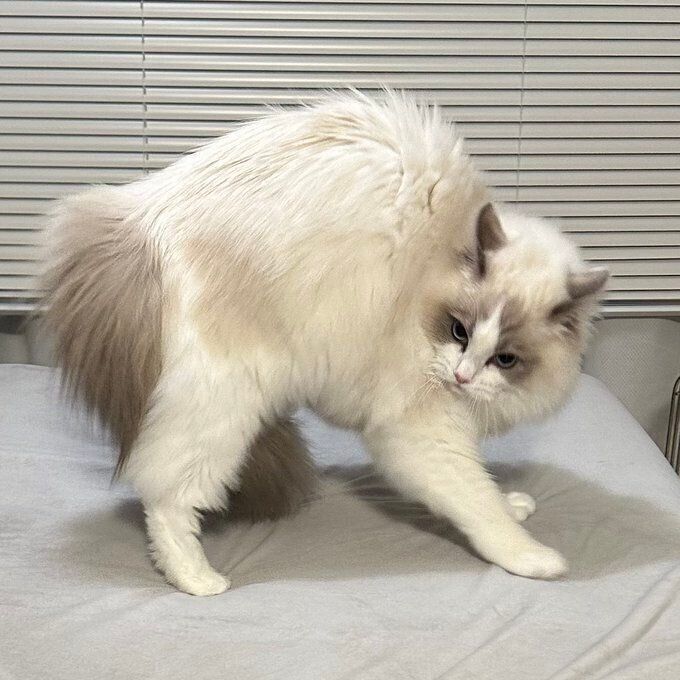 やんのかステップをするせなちゃん