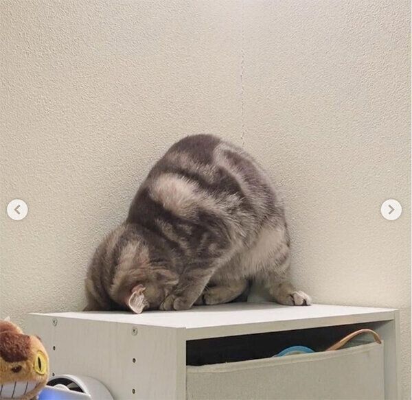 驚きの体勢を見せるヨルくん