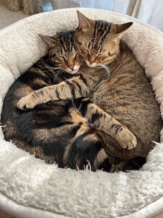 2匹がピッタリとくっついて眠る様子　見ているだけで癒やさる