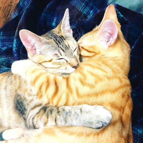 抱き合って眠る茶々丸くんと子麦ちゃん