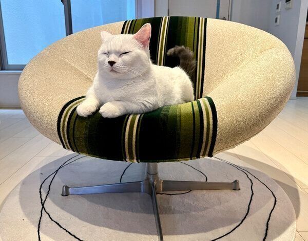 新しい椅子を気に入ったまおくん