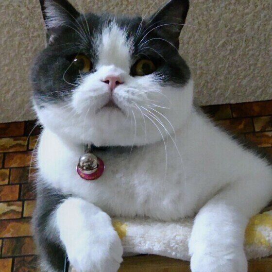 ブリティッシュショートヘアのマロくん