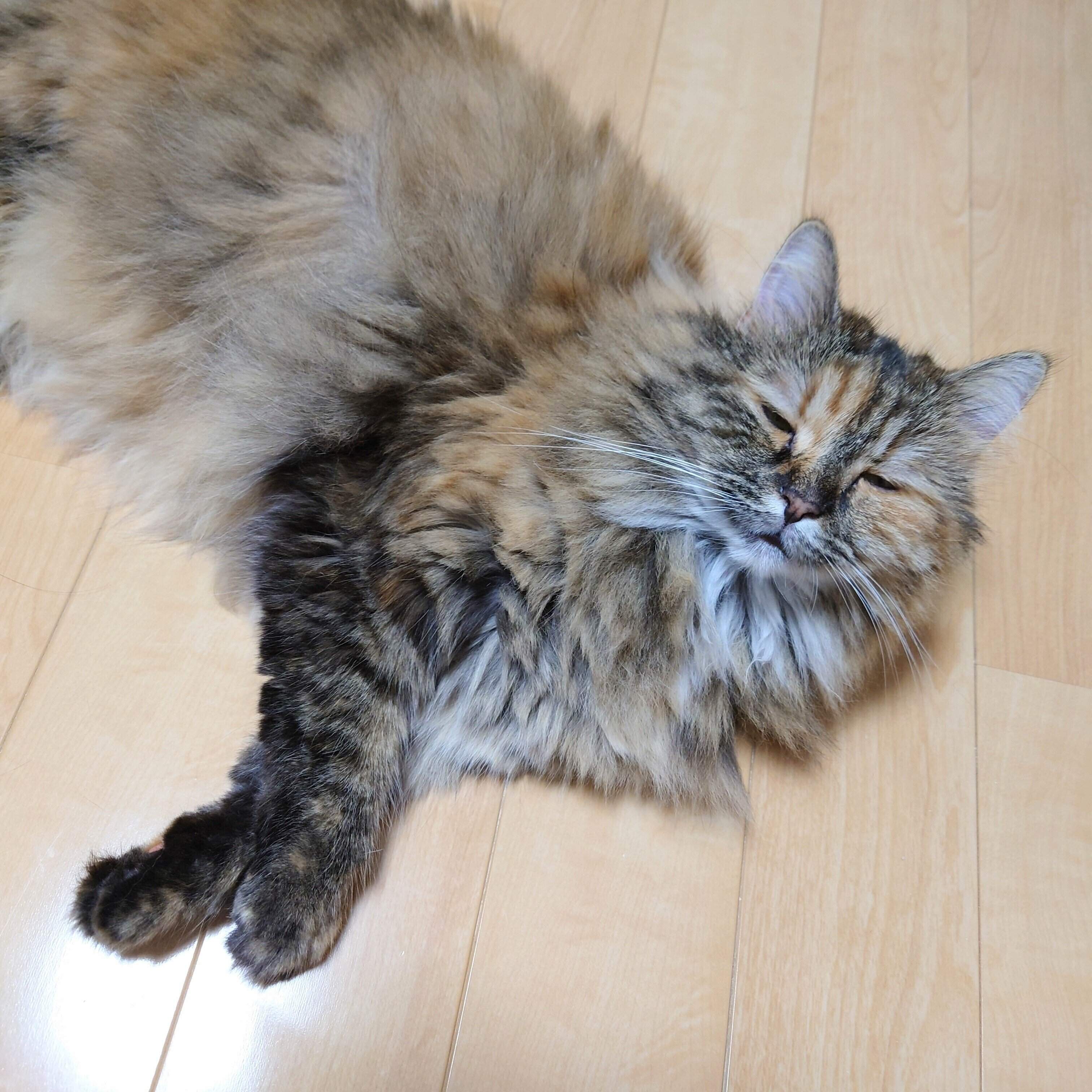 床で寝転ぶサイベリアン