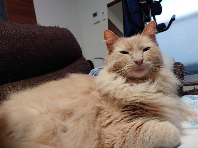 飼い主に甘えるノルウェージャンフォレストキャット