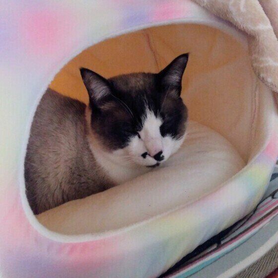 ドームベッドでくつろぐおまめくん