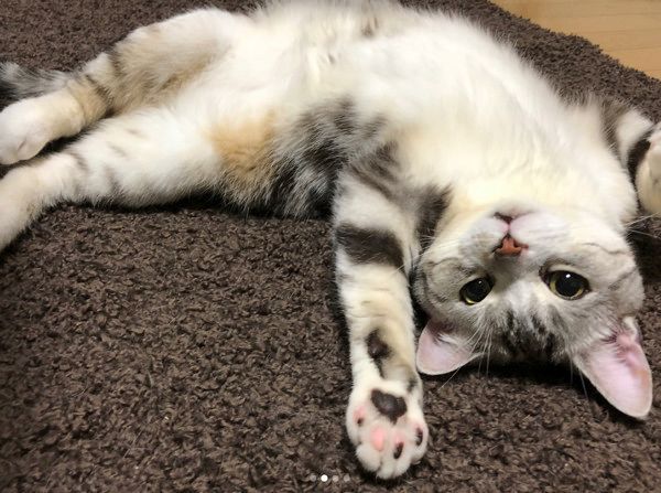 しぐさがあざとすぎる猫