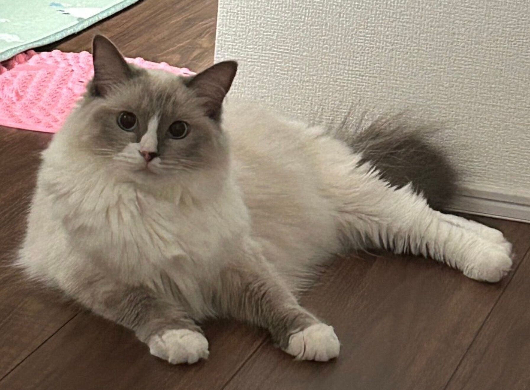 毛色が変化したましろちゃん