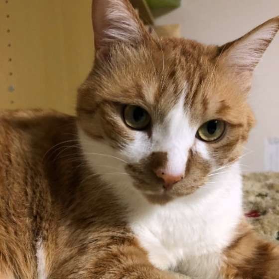 MIX 茶トラ　セナちゃん