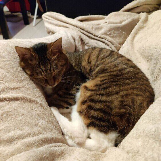 キジトラ猫のみおちゃん