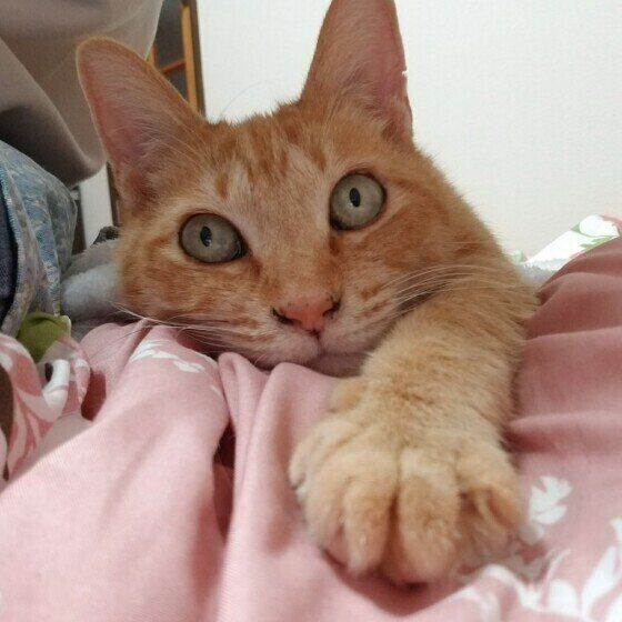 メニューちゃん（MIX）