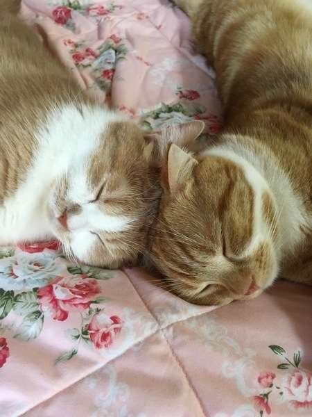 ずっと仲良し兄弟