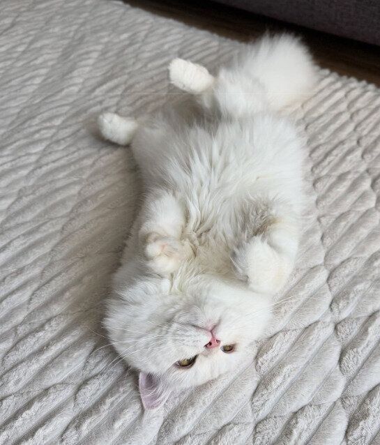 仰向けに寝転ぶミヌエット