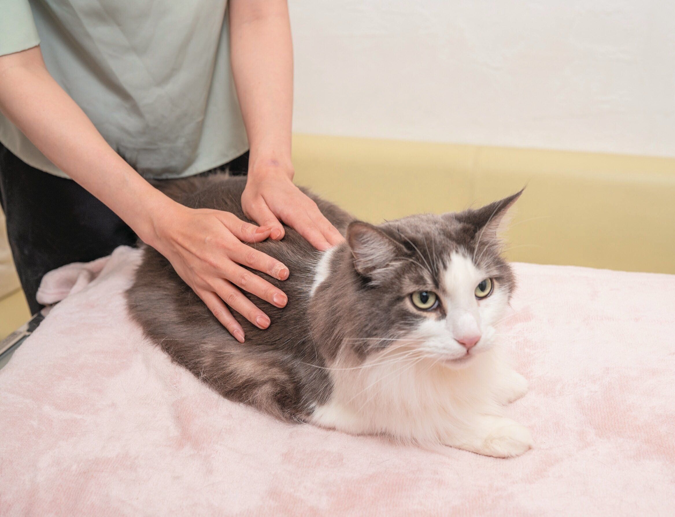 パーの手で行うマッサージ