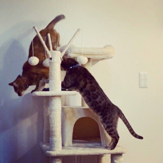 日本ネコのたるとちゃん