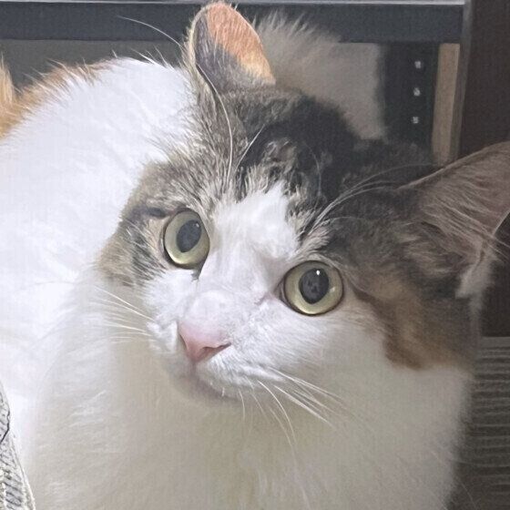 MIX　ミケのしおちゃん