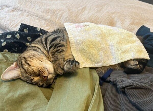 「ハンカチお布団」が可愛い