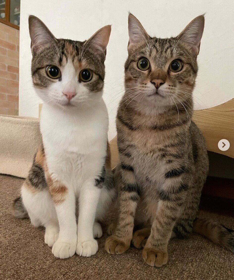 見つめるもなかくん、きなこちゃん