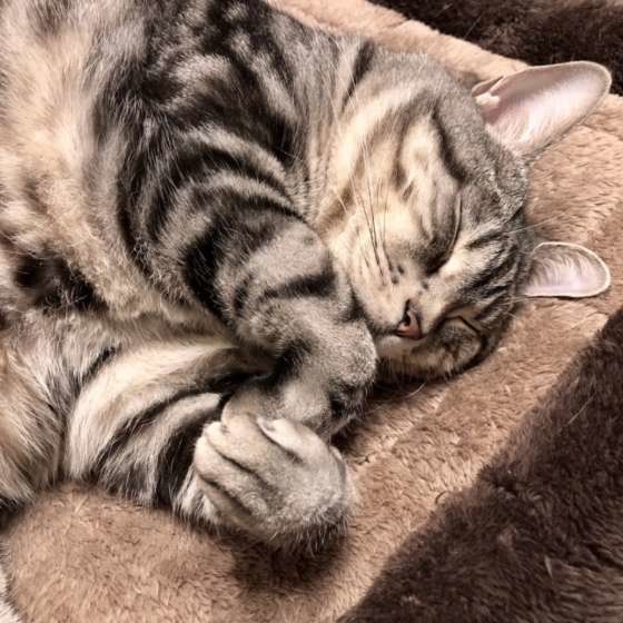 眠るアメリカンショートヘア