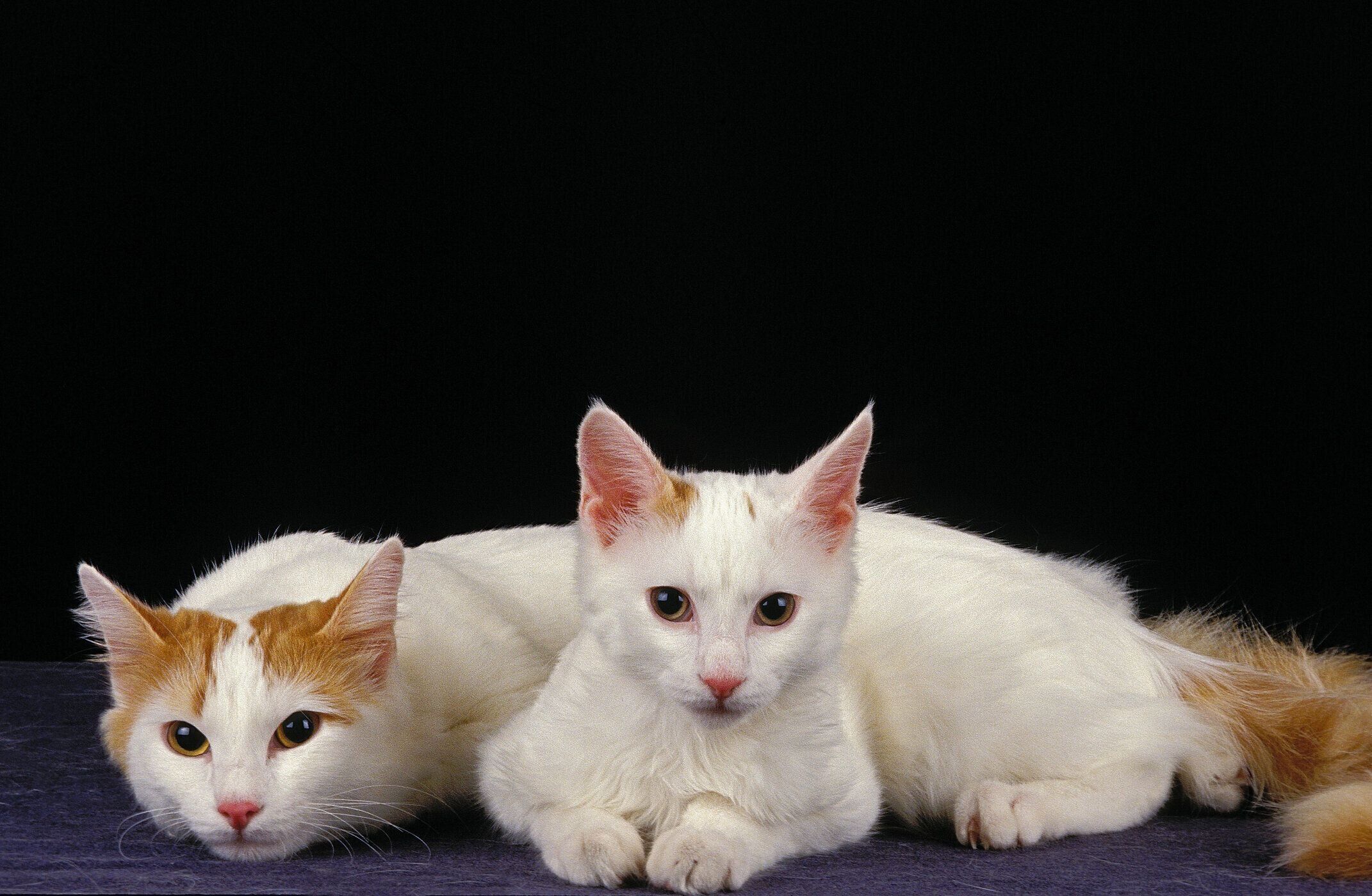 ターキッシュ・バン