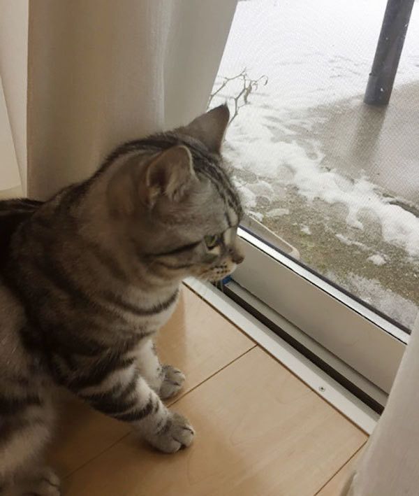 外を見つめる猫