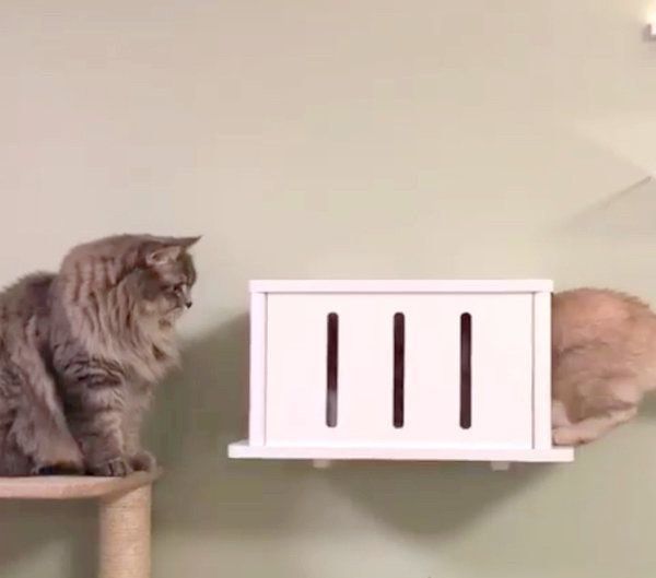 上下関係が逆転するスコティッシュフォールドとラガマフィン