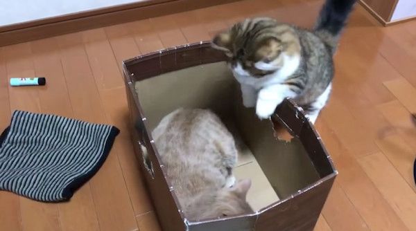 箱で遊ぶ猫