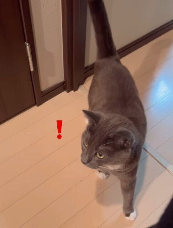 玄関のほうを見るハルくん